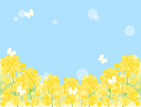 菜の花イメージ の画像 3 955 件の Stock 写真 ベクターおよびビデオ Adobe Stock