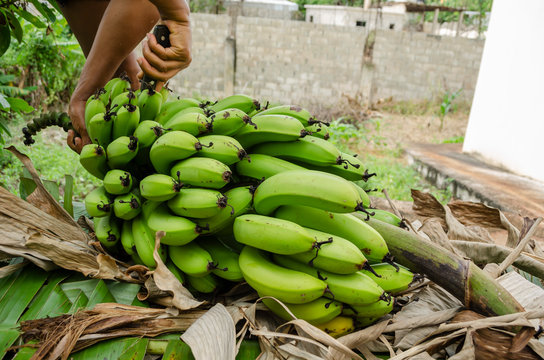 Gripping Top Stem To Separate Bananas