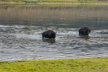 Bisons of Yellowstone