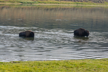 Bisons of Yellowstone