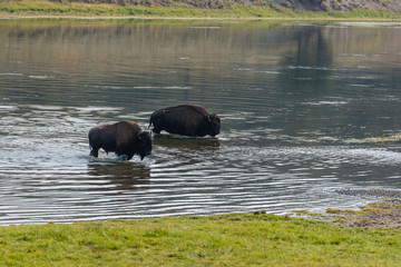 Bisons of Yellowstone