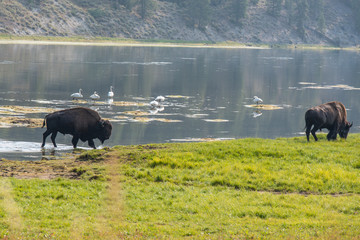 Bisons of Yellowstone