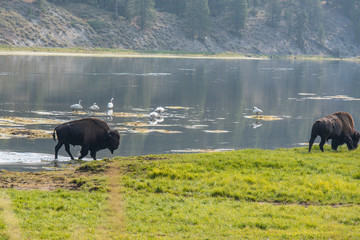 Bisons of Yellowstone