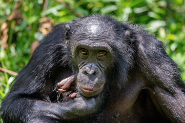 Fototapeta premium Close up Portrait Adult male Bonobos (Pan Paniscus) on green natural background. Democratic Republic of Congo. Africa