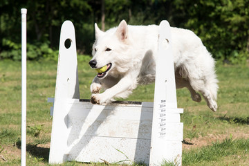 berger blanc suisse en flyball