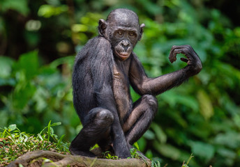 Bonobo on the tree in green jungle. The Bonobo ( Pan paniscus), earlier being called  the pygmy chimpanzee. Congo. Africa