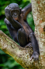 Bonobo on the tree in green jungle. The Bonobo ( Pan paniscus), earlier being called  the pygmy...