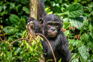Bonobo on the tree in green jungle. The Bonobo ( Pan paniscus), earlier being called  the pygmy...