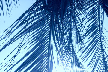 Classic Blue abstract background. Color of the year 2020. Texture made of palm leaves against blue...
