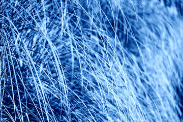 Blue leaves textured background. Color of the year concept. Color of 2020 year - classic blue. Texture from plants. Greenery background toned in blue