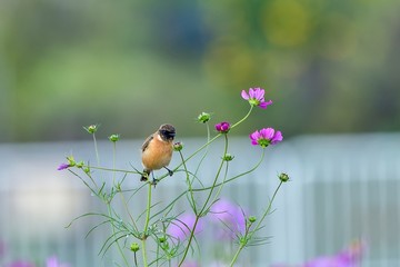 コスモスの花にとまってくつろぐノビタキオス
