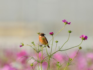 コスモスの花にとまってくつろぐノビタキオス
