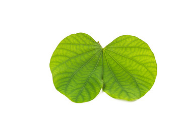 Indian Festival Dussehra, showing golden leaf on a white background. Greeting card.