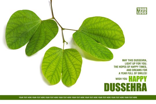 Greeting card design of Indian Festival Dussehra, showing golden leaf (Piliostigma racemosum).