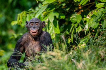 Bonobo in green tropical jungle. Green natural background . The Bonobo, Scientific name: Pan paniscus. Democratic Republic of Congo. Africa