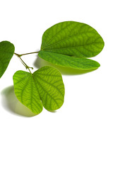 Indian Festival Dussehra, showing golden leaf on a white background. Greeting card.
