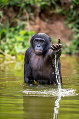 Bonobo in the water. The Bonobo ( Pan paniscus), called the pygmy chimpanzee. Democratic Republic of Congo. Africa