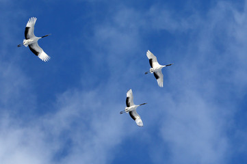 北海道のタンチョウヅル	