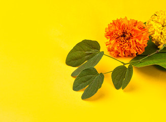 Indian Festival Dussehra, showing golden leaf (Bauhinia racemosa) and marigold flowers on a yellow...