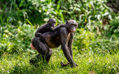 Bonobo Cub on the mother's back. Green natural background. The Bonobo , called the pygmy chimpanzee. Scientific name: Pan paniscus. Congo. Africa