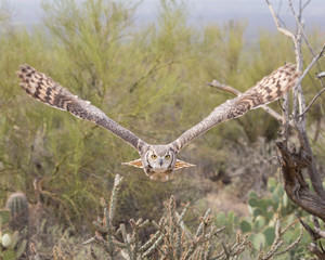 Great Horned Owl In Flight - 0804