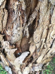 TEXTURAS Y CORTEZAS DE MADERA Y ARBOLES