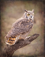 Obraz premium Great Horned Owl - Stylized BG - 0809
