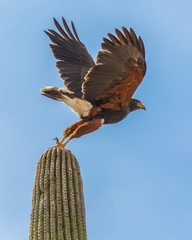 Harris's Hawk Taking Off From Saguaro Cactus - 9839