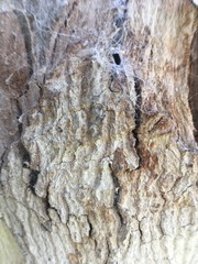 TEXTURAS Y CORTEZAS DE MADERA Y ARBOLES