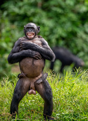 The Bonobo mother with cub on тhe back standing on her legs. Bonobo, Scientific name: Pan...