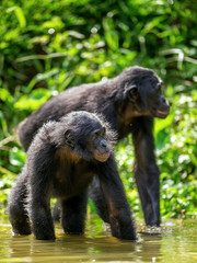 Bonobo in the water. The Bonobo ( Pan paniscus), called the pygmy chimpanzee. Democratic Republic of Congo. Africa