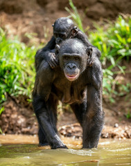 Bonobo Cub on the mother's back. Bonobos in the water.  The Bonobo, Scientific name: Pan paniscus.