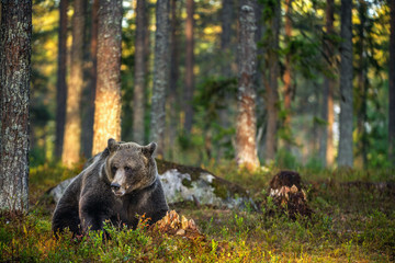 A brown bear in summer forest at sunset light. Scientific name: Ursus arctos. Natural habitat.