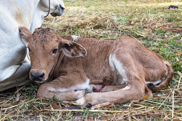 Fototapeta premium Tan color calf in newborn period, Department of Livestock Development.