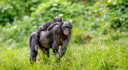 Bonobo Cub on the mother's back. Green natural background. The Bonobo , called the pygmy chimpanzee. Scientific name: Pan paniscus. Congo. Africa