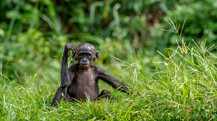 Cub of chimpanzee  Bonobo. Green natural background. The Bonobo, Scientific name:  Pan paniscus, earlier being called  the pygmy chimpanzee. Congo. Africa