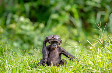 Cub of chimpanzee  Bonobo. Green natural background. The Bonobo, Scientific name:  Pan paniscus, earlier being called  the pygmy chimpanzee. Congo. Africa