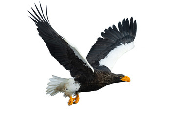 Adult Steller's sea eaglein flight spread his wings.  Scientific name: Haliaeetus pelagicus. Isolated on white background.