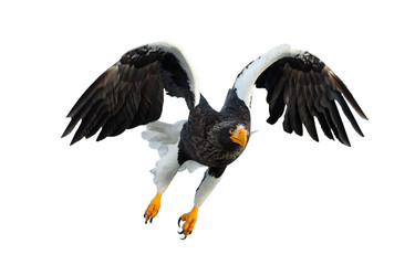 Adult Steller's sea eagle in flight. Front view.  Scientific name: Haliaeetus pelagicus. Isolated...
