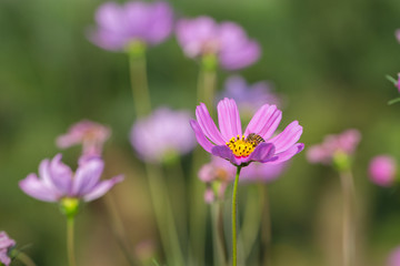 Colorful Pink and red cosmos flowers in the garden