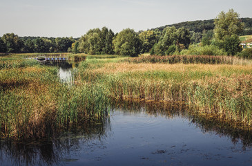 Forest parkland called Myslecinek in Bydgoszcz city, Poland