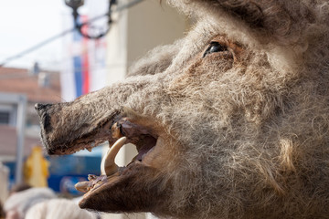 Head of a dead Mangulica pig on display in the Serbian countryside. Mangulica, or mangalica, is a...