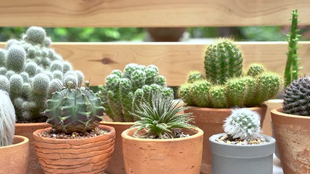 Cactus and succulent plants in terracotta pots, Pan shot.