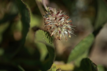 Texas land of the nature love