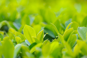 Closeup of fresh leaves on green nature
