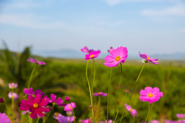 Colorful Pink and red cosmos flowers in the garden