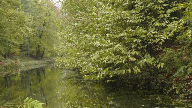 Leaves changing colour, from summer to autumn, in this animation, filmed on the banks of the Basingstoke Canal.