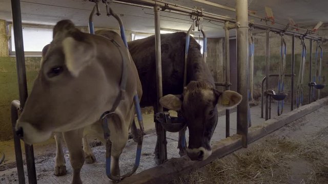 brown cows in the barn during feeding. swiss braunvieh