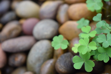 Small heart shape of shamrock leaves, blurred rock background.