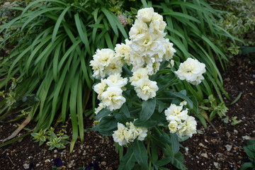冬に咲いた白いストックの花